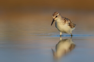 Nature and birds. Colorful nature background. Little Stint.