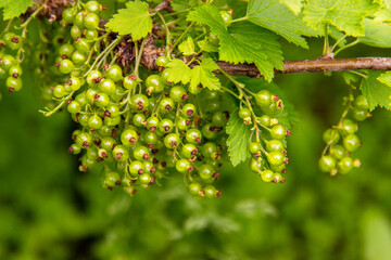 Unripe green currants berries..Currant branch  in the garden in early spring. Organic gardening.