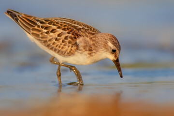 Nature and birds. Colorful nature background. Little Stint.