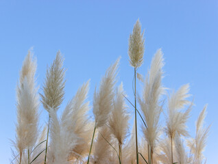 Pampas grass against blue sky..Fluffy panicles of Cortaderia selloana. Plant from the cereal family..