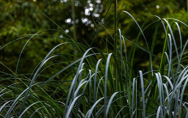 Green leaves of pampas grass. Plant from the cereal family.