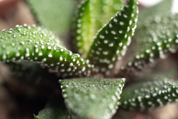 Close-up shot of a succulent