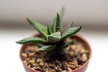 Close-up shot of a succulent