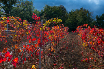 Vineyard in aturmn, La Rioja, Alava, Basque Country, Spain, Europe