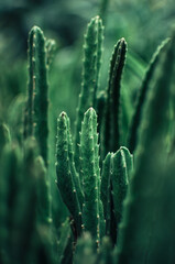 A collection of Succulents, cacti, echeveria kalanchoe and succulent house plants. Succulents are grown in greenhouses in the sun. Indoor plant concept for decoration. Selective focus.