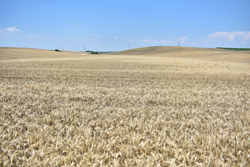 Ripe barley field in summer