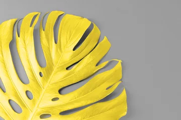 Leuchtendes gelbes Monstera-Blatt auf ultimativem grauem Hintergrund © fotofabrika