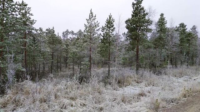 dirt road in the woods on a cold winter day with trees covered in hoar frost