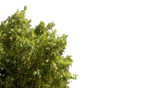 Real tree corner acer negundo isolated in movement - 07 sunny day with alpha channel ready to insert in your #vfx works as a separate layer