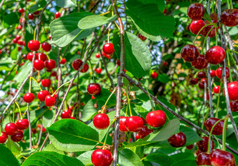 red cherries on a tree
