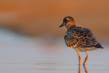 Nature and birds. Colorful nature background. Ruddy Turnstone.