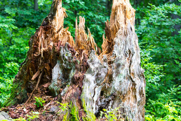 Old cracked stump in the wild forest