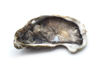 Closeup of fresh Oyster on white background