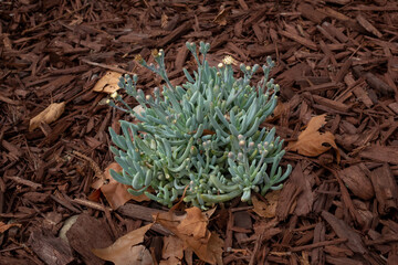 Blue Chalkstick Plant Surrounded by Bark