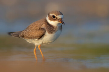 Nature and birds. Colorful nature background. Common Ringed Plover.