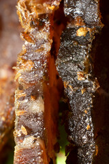 Closeup of sliced South African biltong