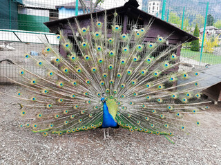 Close up of peacock showing its beautiful feathers. Male peacock displaying his tail feathers....