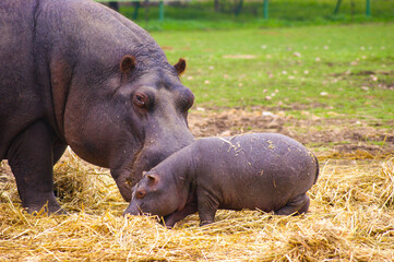 Mother hippo close to her baby.