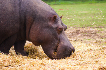 Close up of a hippos head.