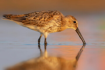 Nature and birds. Colorful nature background. Dunlin.