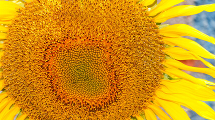 Detail of a sunflower with yellow, slightly orange color