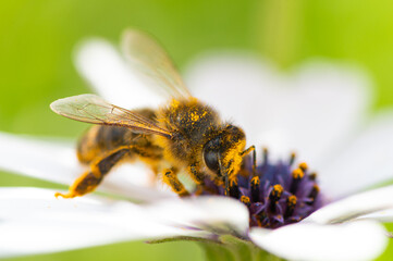 Abeja polinizando una flor