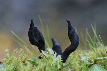 Geoglossum fallax, commonly known as Deceptive Earthtongue, wild fungus from Finland