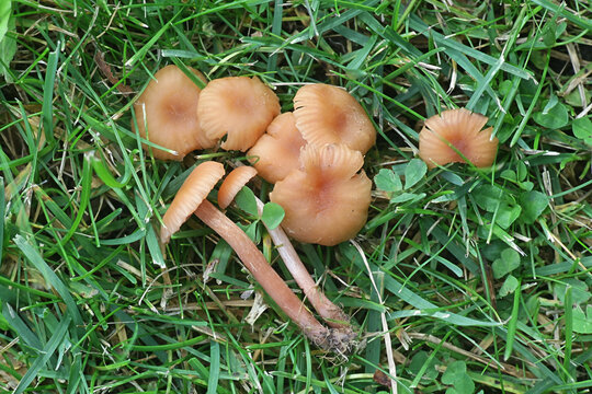 Laccaria laccata, known as the deceiver, or waxy laccaria, wild mushroom from Finland