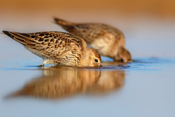 Nature and birds. Colorful nature background. Dunlin.