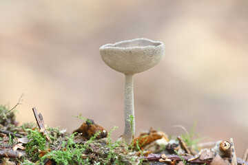 Helvella macropus, also called Helvella bulbosa, commonly known as Felt saddle fungus, wild mushroom from Finland © Henri Koskinen