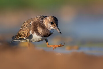 Nature and birds. Colorful nature background. Ruddy Turnstone.