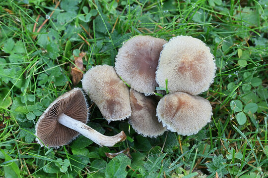 Lacrymaria lacrymabunda, the Weeping Widow, wild mushroom from Finland