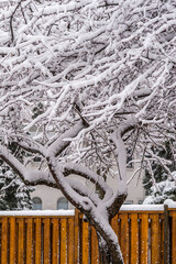 Branches of a leafless tree covered with snow located behind the fence of a residential complex