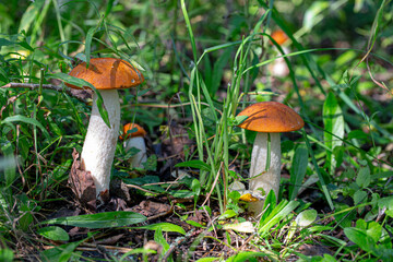 Two red caps musrooms in a forest.