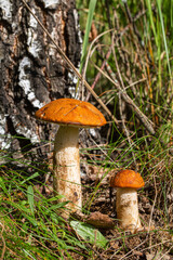 Two red caps musrooms in a forest.