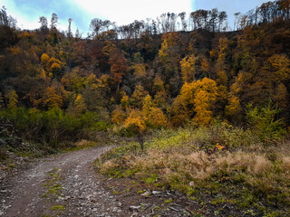 Obraz premium Gravel road in colorful forest.