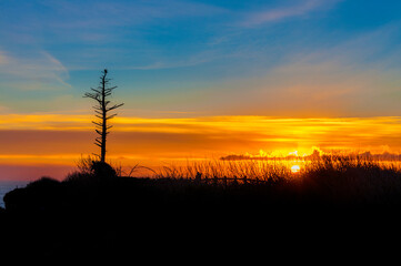Fototapeta na wymiar Sunset Shilouetted Lone Snag