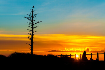 Sunset Shilouetted Lone Snag