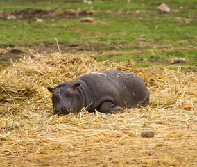 Baby hippo resting in a safari.