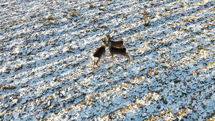 Aerial view roe deer running through snow covered rural field (Capreolus capreolus L.)