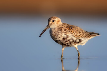 Nature and birds. Colorful nature background. Dunlin.