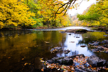 Fototapeta na wymiar river through a colorful forest at autumn