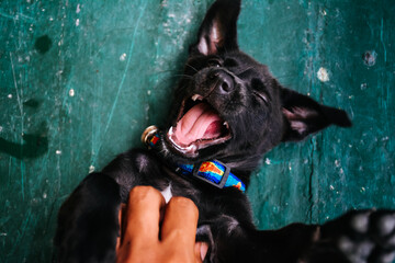 Funny portrait of the smilling puppy