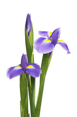 Iris flowers and bud