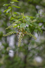 leaves on a branch of a tree
