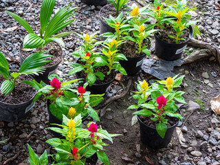 Celosia Argentea, Commonly Known as the Plumed Cockscomb or Silver Cock's Combin in a Garden