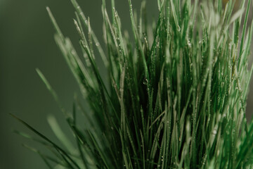 Fototapeta na wymiar juicy green grass close up. Water drops