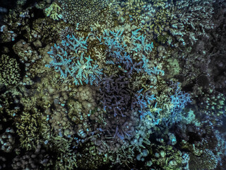 blue corals on the ground from the red sea while diving