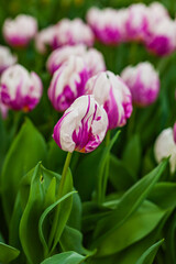 nice spring flowers in the pot