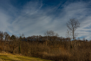 forest and single high trees and fine clouds on the blue sky